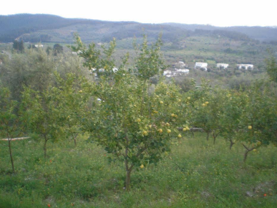 Гостевой дом Parco Dei Limoni Пескичи Экстерьер фото